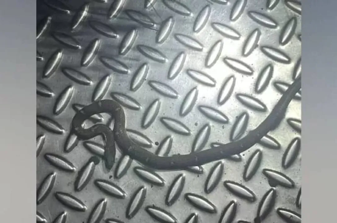 snake in punalur kolllam memu
